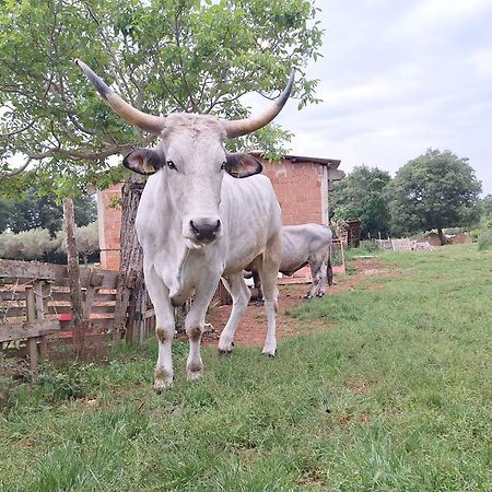 Bed and Breakfast Ranch Radin Бртонигла Екстер'єр фото